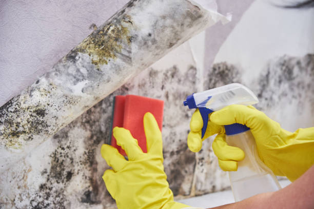 Best Residential Mold Inspection & Testing  in Pelican Marsh, FL